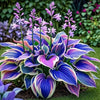 Hosta Is Decorated At The Edges Of Garden Pools, Streams, And Other Water Features- Round Color For, Garden, Weddings & Events - Low-Maintenance All-Season Decoration